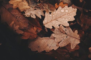 Fall Leaves1