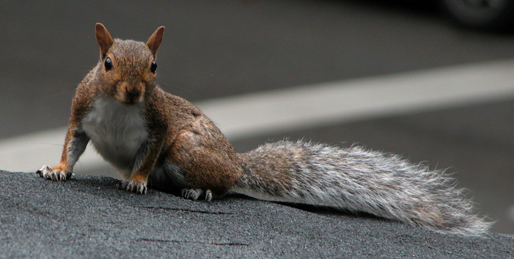 1024px 20040901 Squirrel on the roof 2